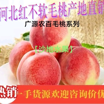 红不软毛桃,个头大,口感好、耐运输、耐储存