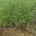 细叶芒种子草京芒草京羽茅细叶笀花叶芒草草本植物庭院园林
