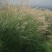 细叶芒种子草京芒草京羽茅细叶笀花叶芒草草本植物庭院园林
