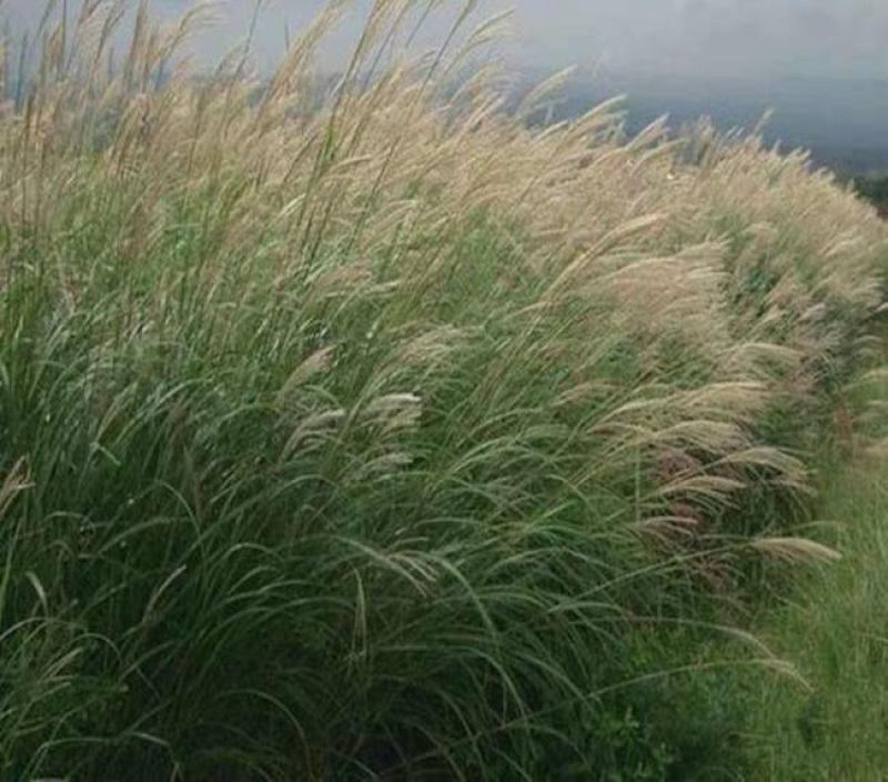 细叶芒种子草京芒草京羽茅细叶笀花叶芒草草本植物庭院园林