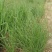 细叶芒种子草京芒草京羽茅细叶笀花叶芒草草本植物庭院园林