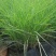 细叶芒种子草京芒草京羽茅细叶笀花叶芒草草本植物庭院园林