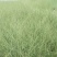 细叶芒种子草京芒草京羽茅细叶笀花叶芒草草本植物庭院园林