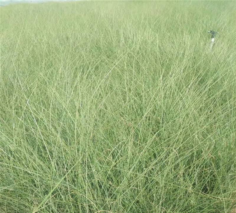 细叶芒种子草京芒草京羽茅细叶笀花叶芒草草本植物庭院园林