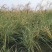 细叶芒种子草京芒草京羽茅细叶笀花叶芒草草本植物庭院园林
