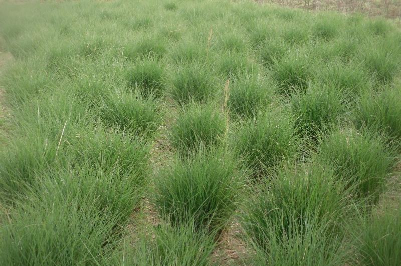 细叶芒种子草京芒草京羽茅细叶笀花叶芒草草本植物庭院园林