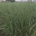 细叶芒种子草京芒草京羽茅细叶笀花叶芒草草本植物庭院园林
