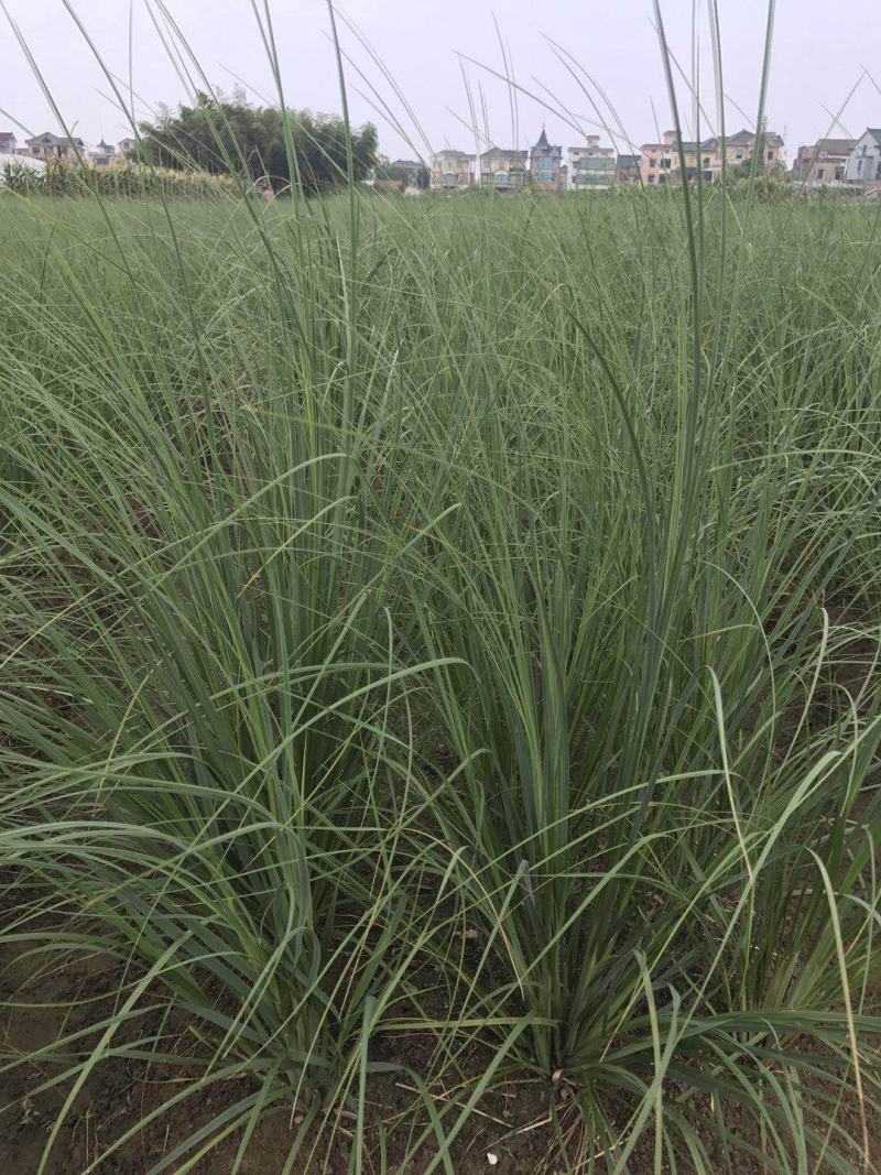 细叶芒种子草京芒草京羽茅细叶笀花叶芒草草本植物庭院园林