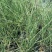 细叶芒种子草京芒草京羽茅细叶笀花叶芒草草本植物庭院园林