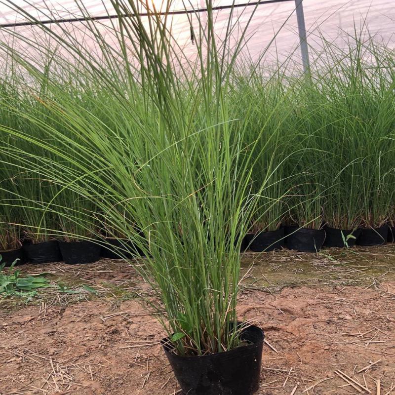 细叶芒种子草京芒草京羽茅细叶笀花叶芒草草本植物庭院园林