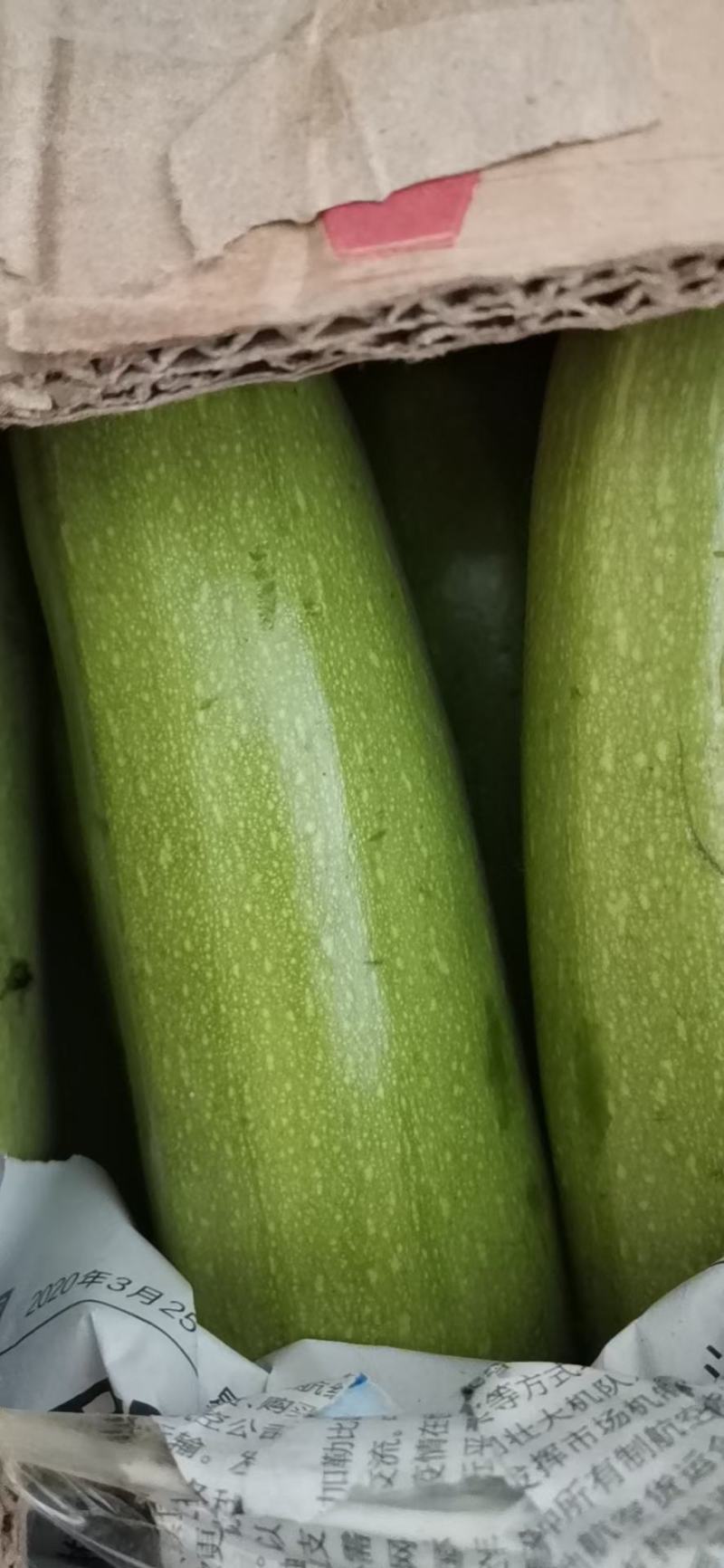 绿皮西葫芦