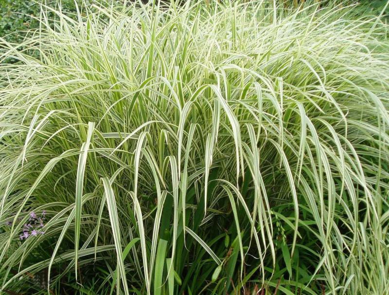 花叶芒种子草京芒草京羽茅细叶笀花叶芒草草本植物庭院园林