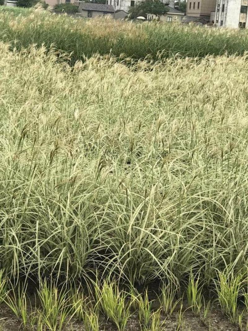 花叶芒种子草京芒草京羽茅细叶笀花叶芒草草本植物庭院园林