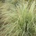 花叶芒种子草京芒草京羽茅细叶笀花叶芒草草本植物庭院园林