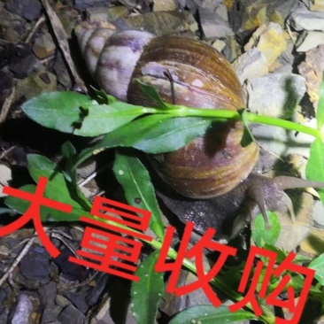 黑肉蜗牛