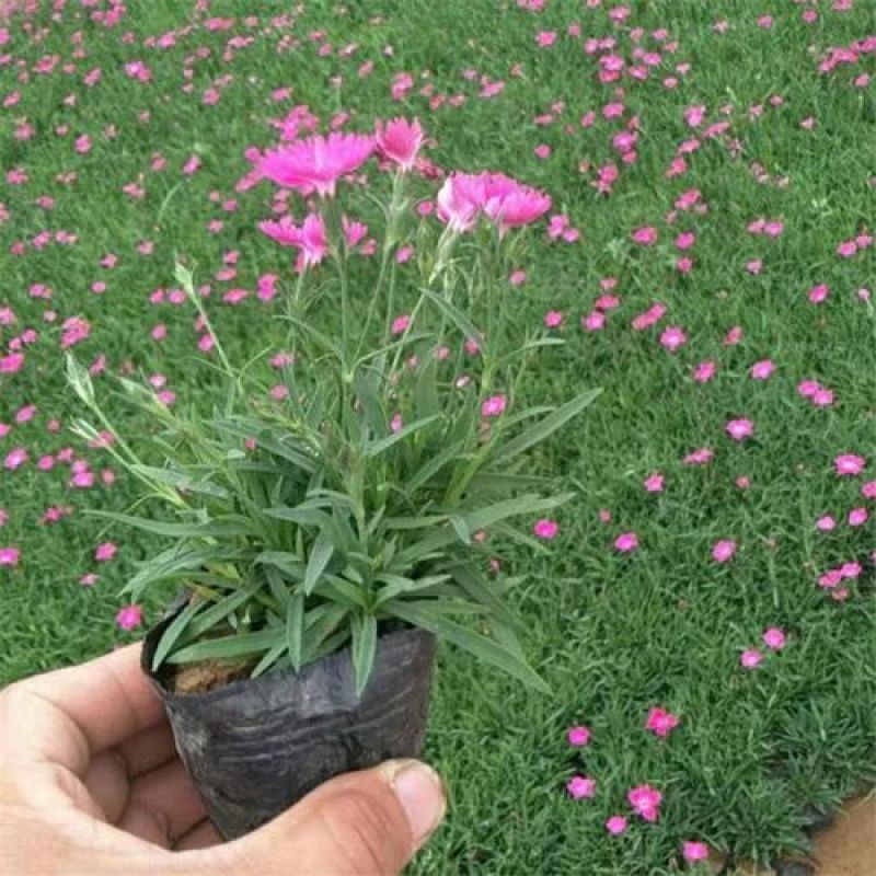 欧石竹四季开花的草坪花苗庭院室外花卉植物耐寒耐热好养绿植
