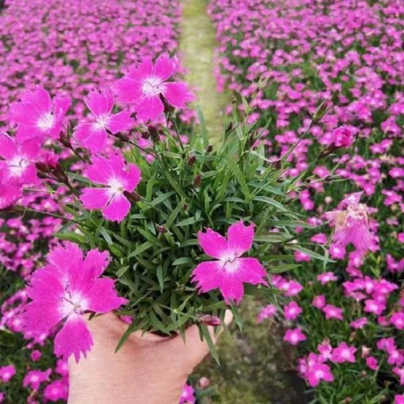 欧石竹四季开花的草坪花苗庭院室外花卉植物耐寒耐热好养绿植