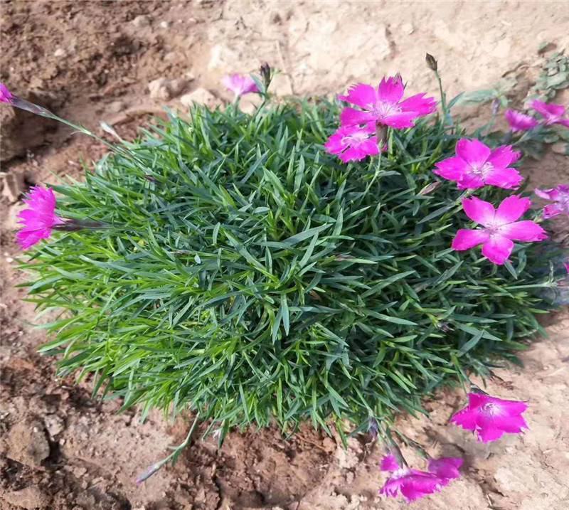 欧石竹四季开花的草坪花苗庭院室外花卉植物耐寒耐热好养绿植