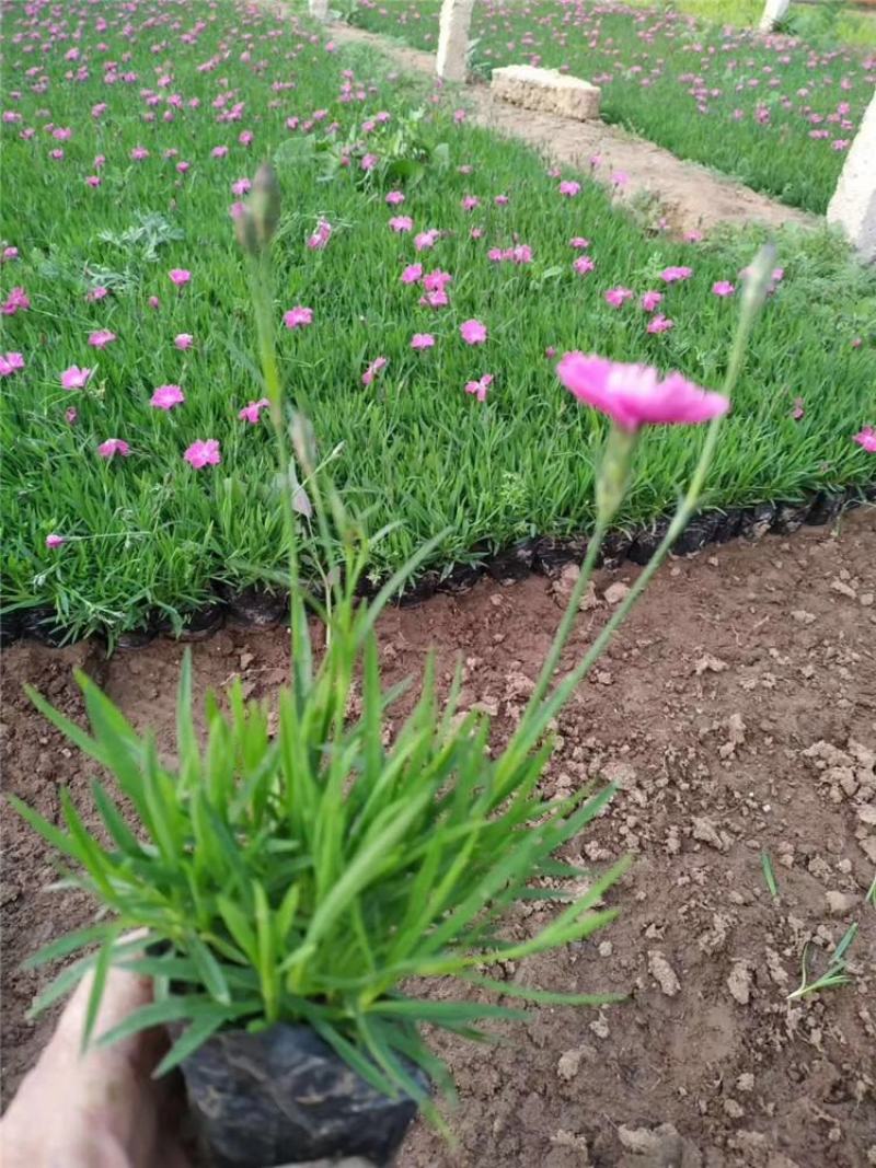 欧石竹四季开花的草坪花苗庭院室外花卉植物耐寒耐热好养绿植