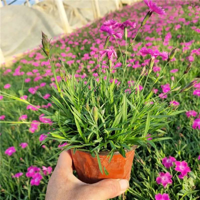 欧石竹四季开花的草坪花苗庭院室外花卉植物耐寒耐热好养绿植