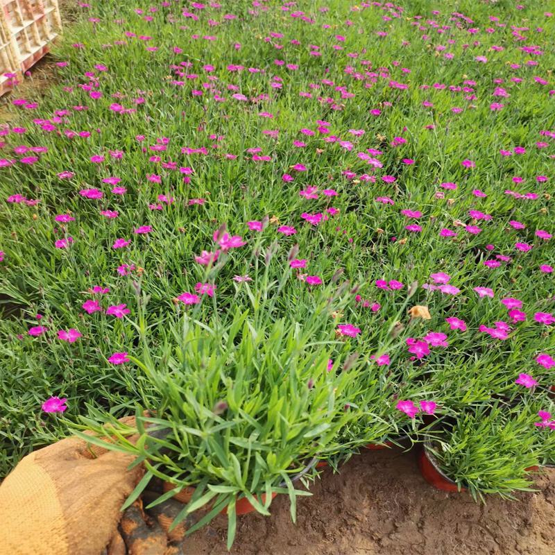 欧石竹四季开花的草坪花苗庭院室外花卉植物耐寒耐热好养绿植