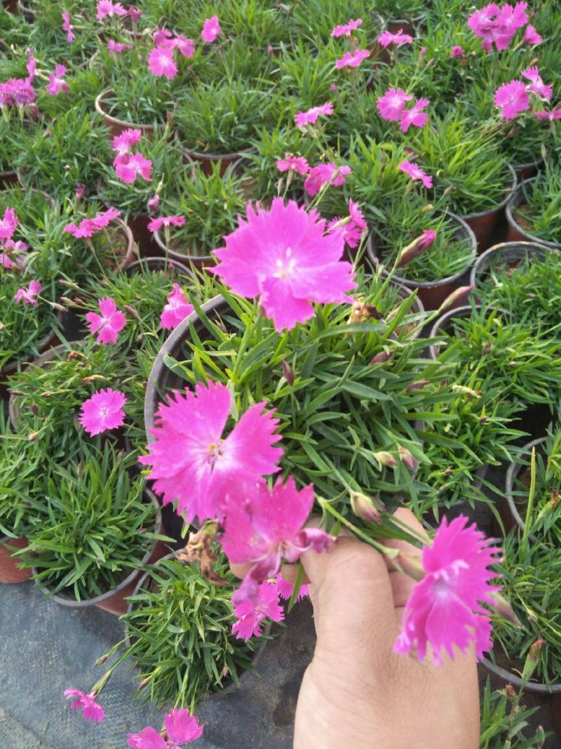 欧石竹四季开花的草坪花苗庭院室外花卉植物耐寒耐热好养绿植