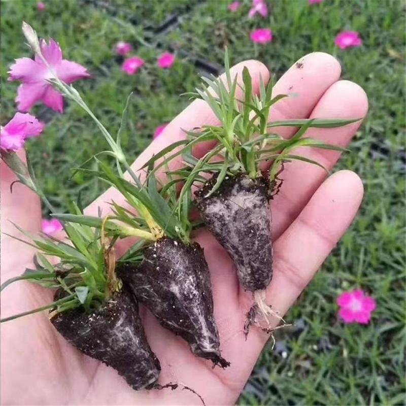 欧石竹四季开花的草坪花苗庭院室外花卉植物耐寒耐热好养绿植