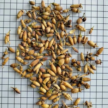 佛手花干货花苞量大从优常年经营冷背药材