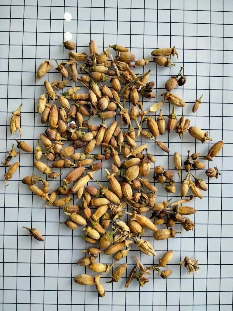 佛手花干货花苞量大从优常年经营冷背药材
