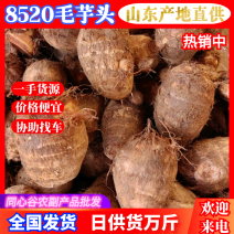 日供万斤【精品8520毛芋头】大量有货，价格优惠欢迎选购