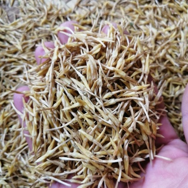 素馨花玉芙蓉鸡爪花