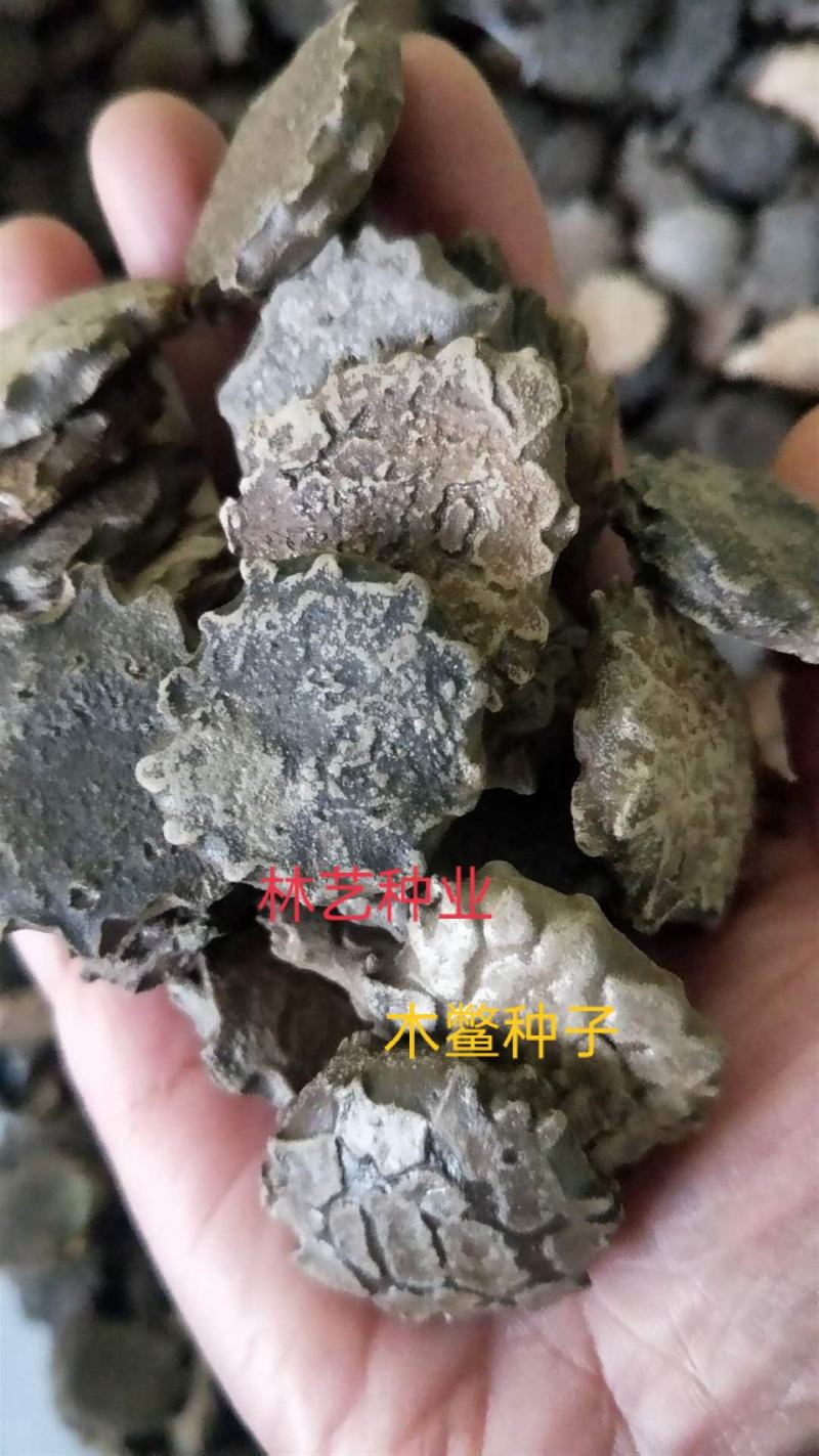 新采木鳖种子木鳖果狗屎瓜臭屎瓜木鳖子木别子