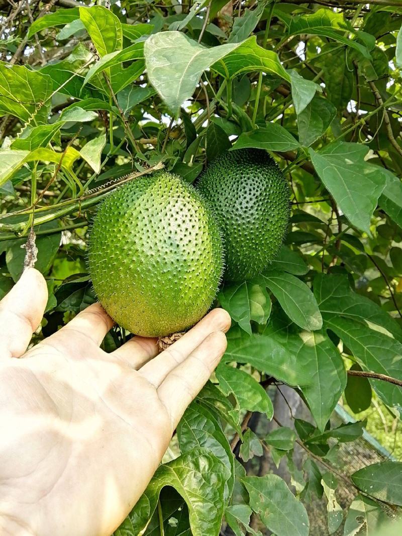 新采木鳖种子木鳖果狗屎瓜臭屎瓜木鳖子木别子
