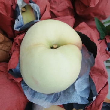 早生水蜜桃