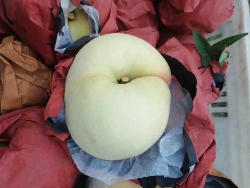 早生水蜜桃