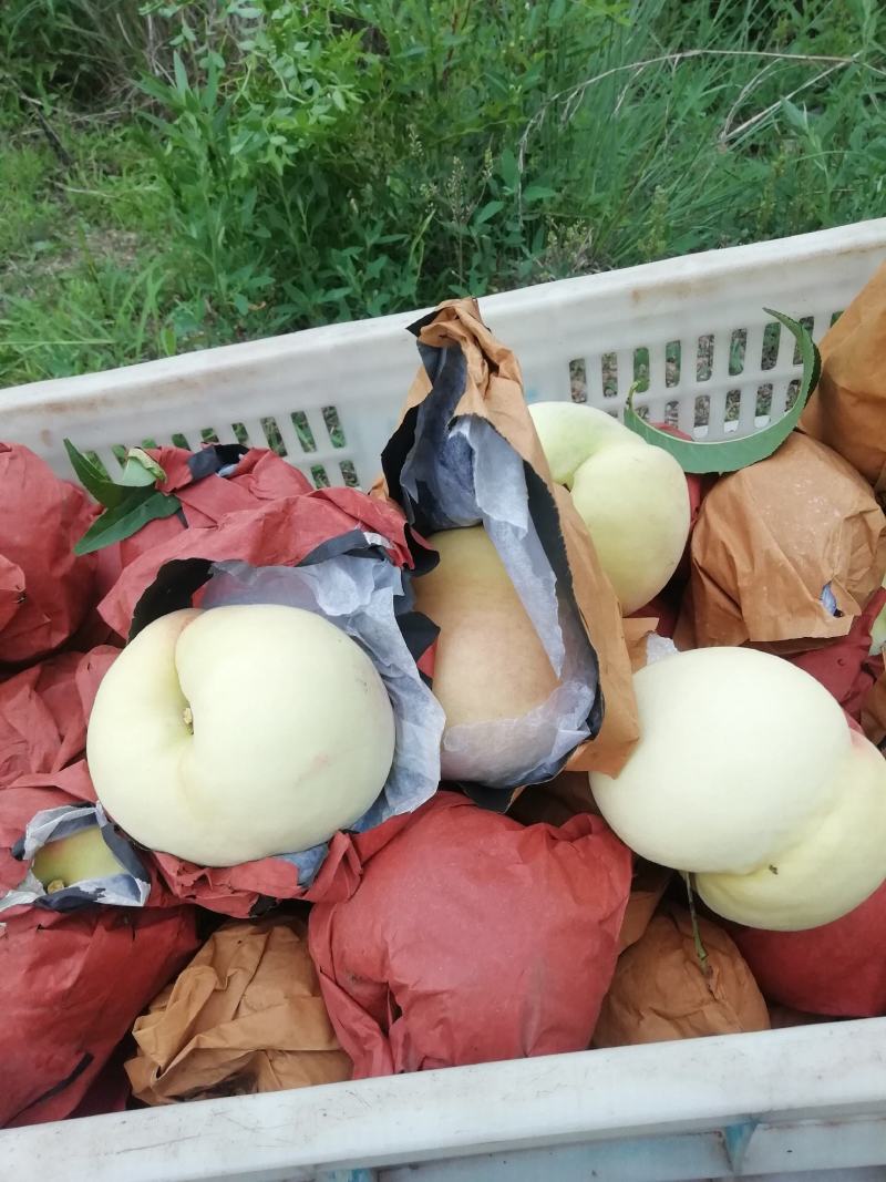 早生水蜜桃