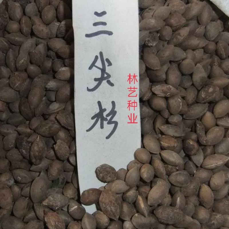 三尖杉种子柳杉落种子叶杉种子杉木种子池杉种子