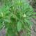 葫芦巴种子胡芦巴胡卢巴一年生叶宝菜籽别称香草香豆种子