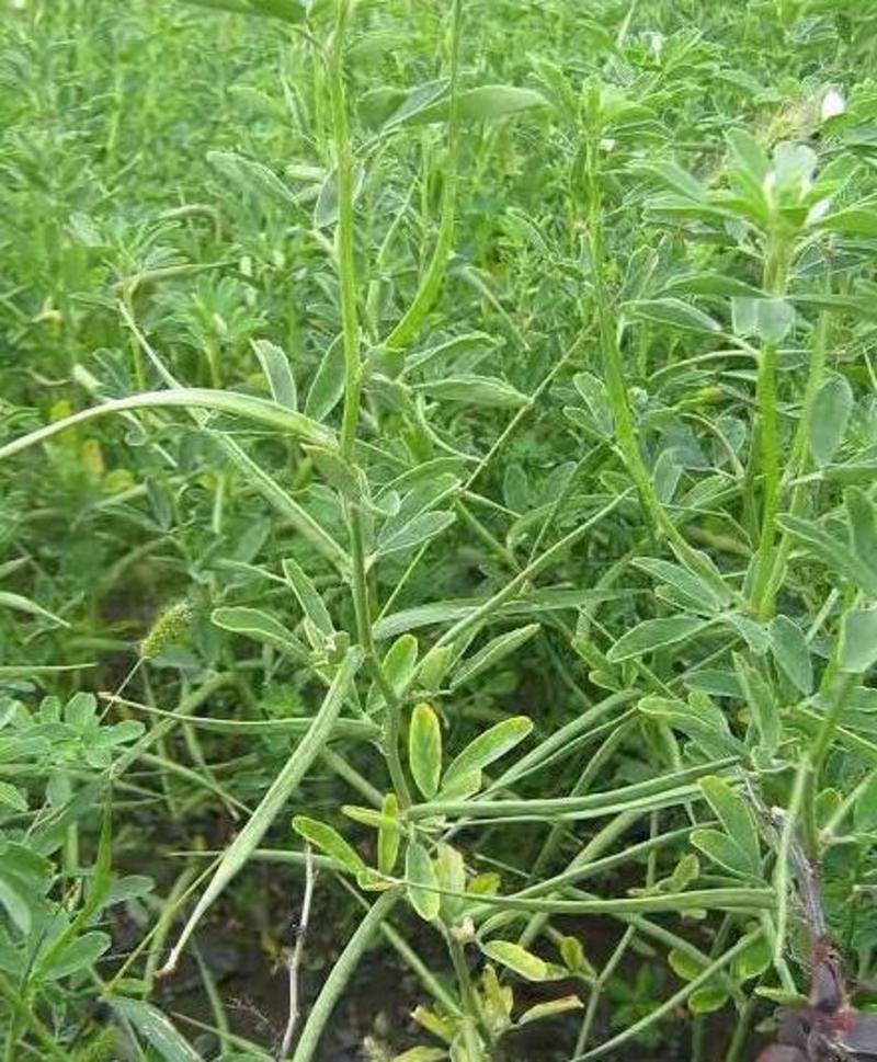 葫芦巴种子胡芦巴胡卢巴一年生叶宝菜籽别称香草香豆种子