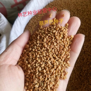 葫芦巴种子胡芦巴胡卢巴一年生叶宝菜籽别称香草香豆种子