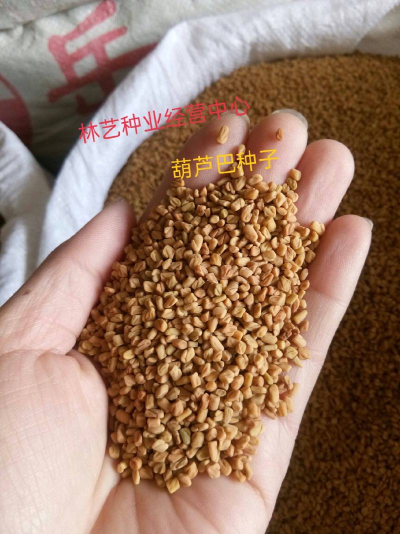 葫芦巴种子胡芦巴胡卢巴一年生叶宝菜籽别称香草香豆种子