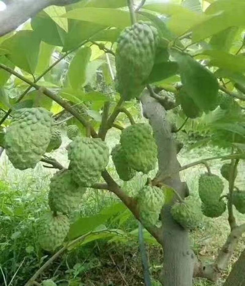 新采释迦果种子番荔枝庭院果树种籽林檎唛螺陀洋波罗番苞萝