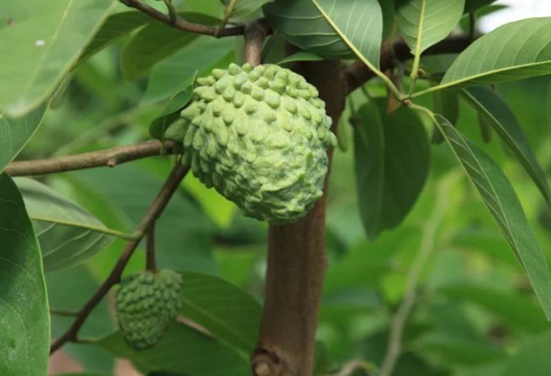 新采释迦果种子番荔枝庭院果树种籽林檎唛螺陀洋波罗番苞萝