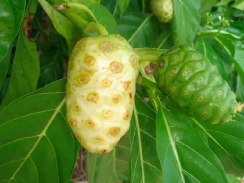 新采释迦果种子番荔枝庭院果树种籽林檎唛螺陀洋波罗番苞萝
