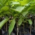 新采释迦果种子番荔枝庭院果树种籽林檎唛螺陀洋波罗番苞萝