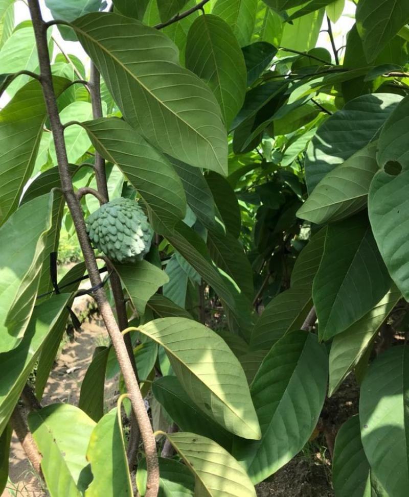 新采释迦果种子番荔枝庭院果树种籽林檎唛螺陀洋波罗番苞萝