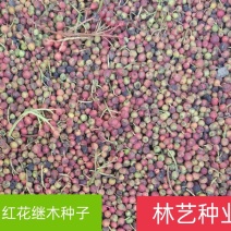 新采红花继木种子红桎木种子绿化苗木种子绿化带