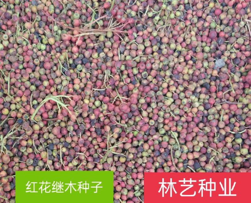 新采红花继木种子红桎木种子绿化苗木种子绿化带