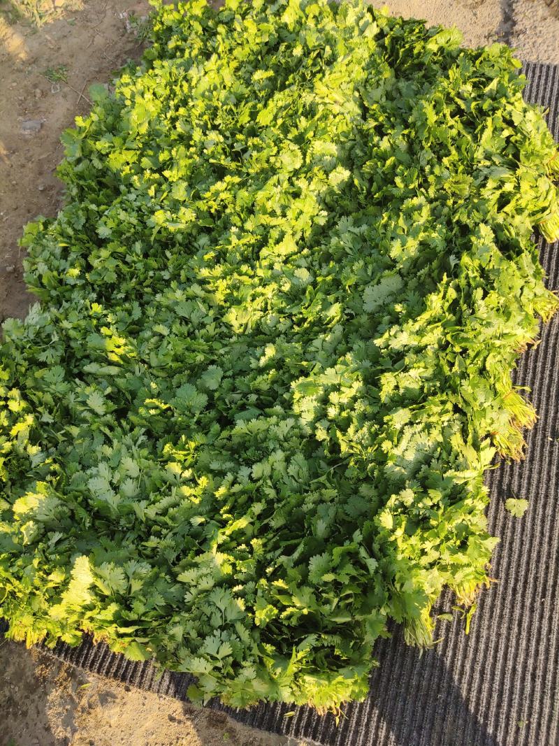 吉林香菜之乡，大面积种植，产地直销一次合作终身朋友！