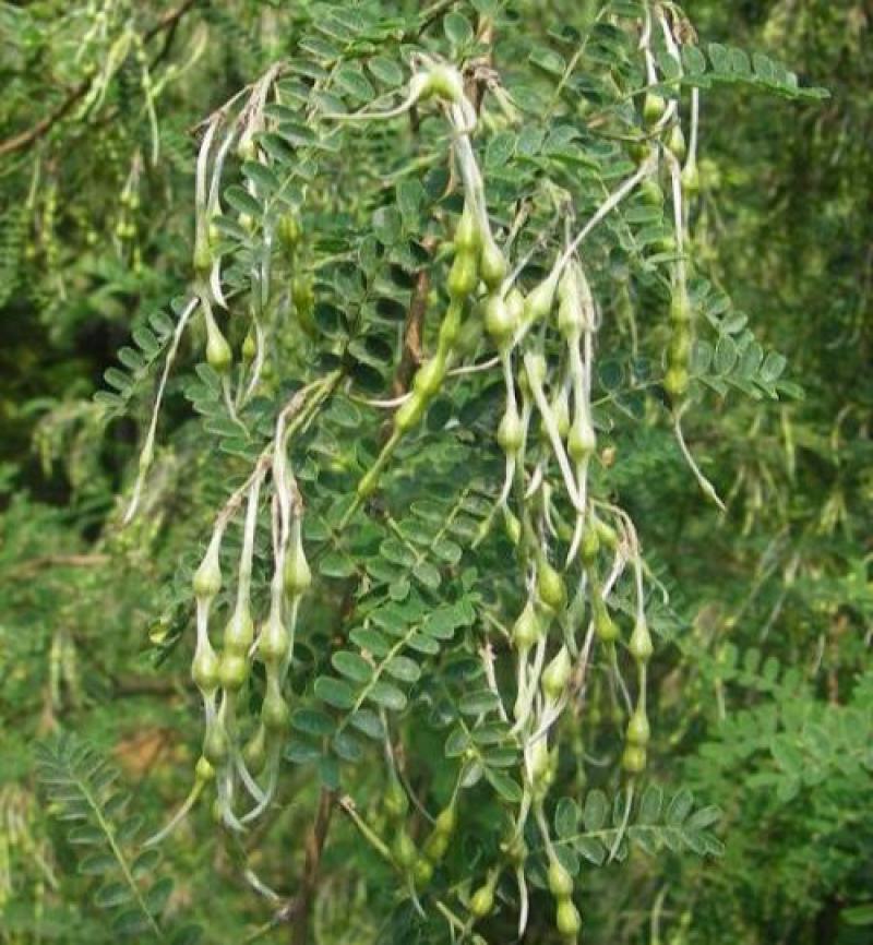 苦刺种子白花刺苦刺花狼牙刺景观林木种子